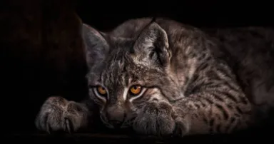 lynx_AdobeStock_349176221