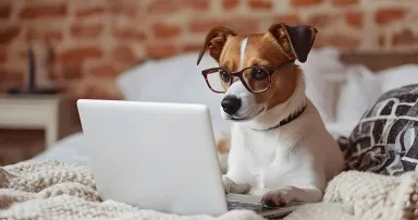 dog wearing glasses using a laptop doing digital work on a bed at home