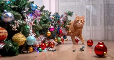 holiday cat xmas bad