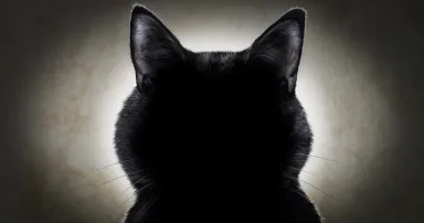 Black cat silhouette