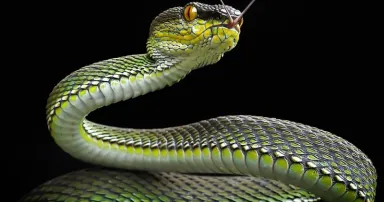 snake_AdobeStock_528965268