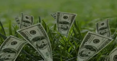 <p>100 dollar bills growing in grass</p>
