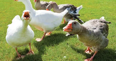 New QakBot phishing campaign appears, months after FBI takedown