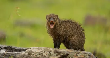 mongoose_AdobeStock_914958463